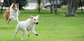 Atlanta Dog Parks Encourage Puppy Love